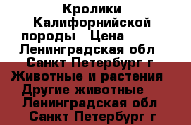 Кролики Калифорнийской породы › Цена ­ 500 - Ленинградская обл., Санкт-Петербург г. Животные и растения » Другие животные   . Ленинградская обл.,Санкт-Петербург г.